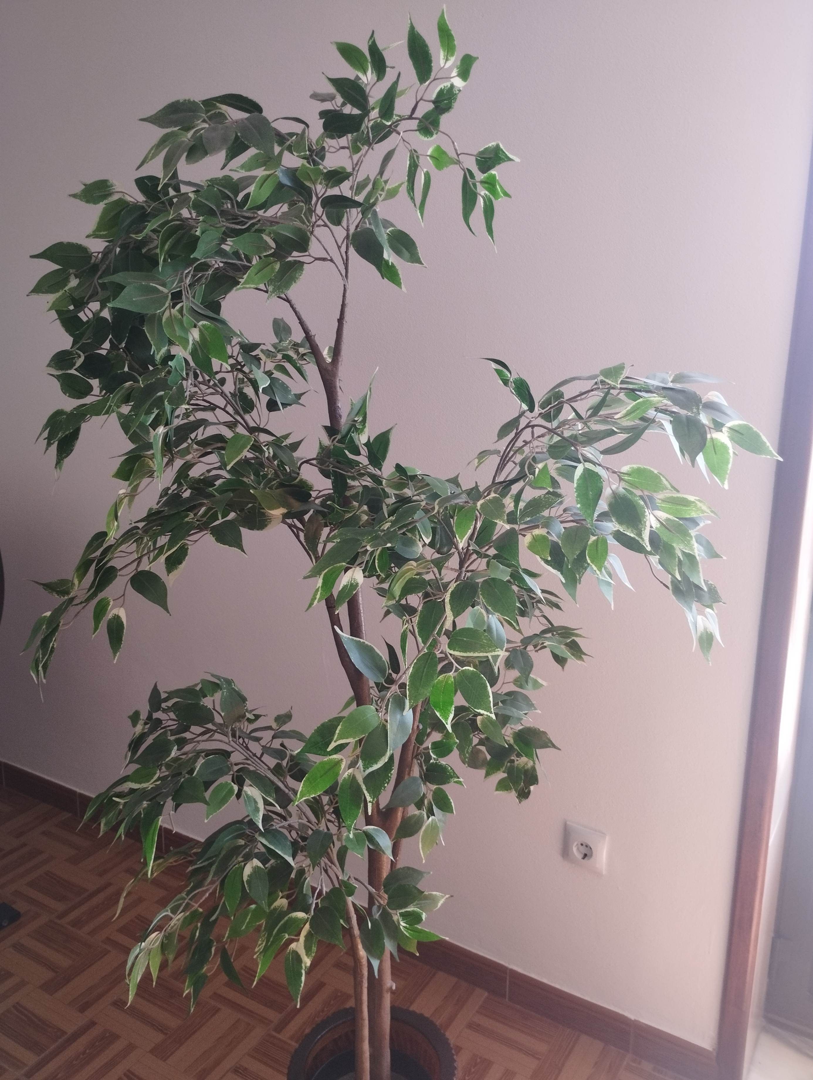 Seller photo
