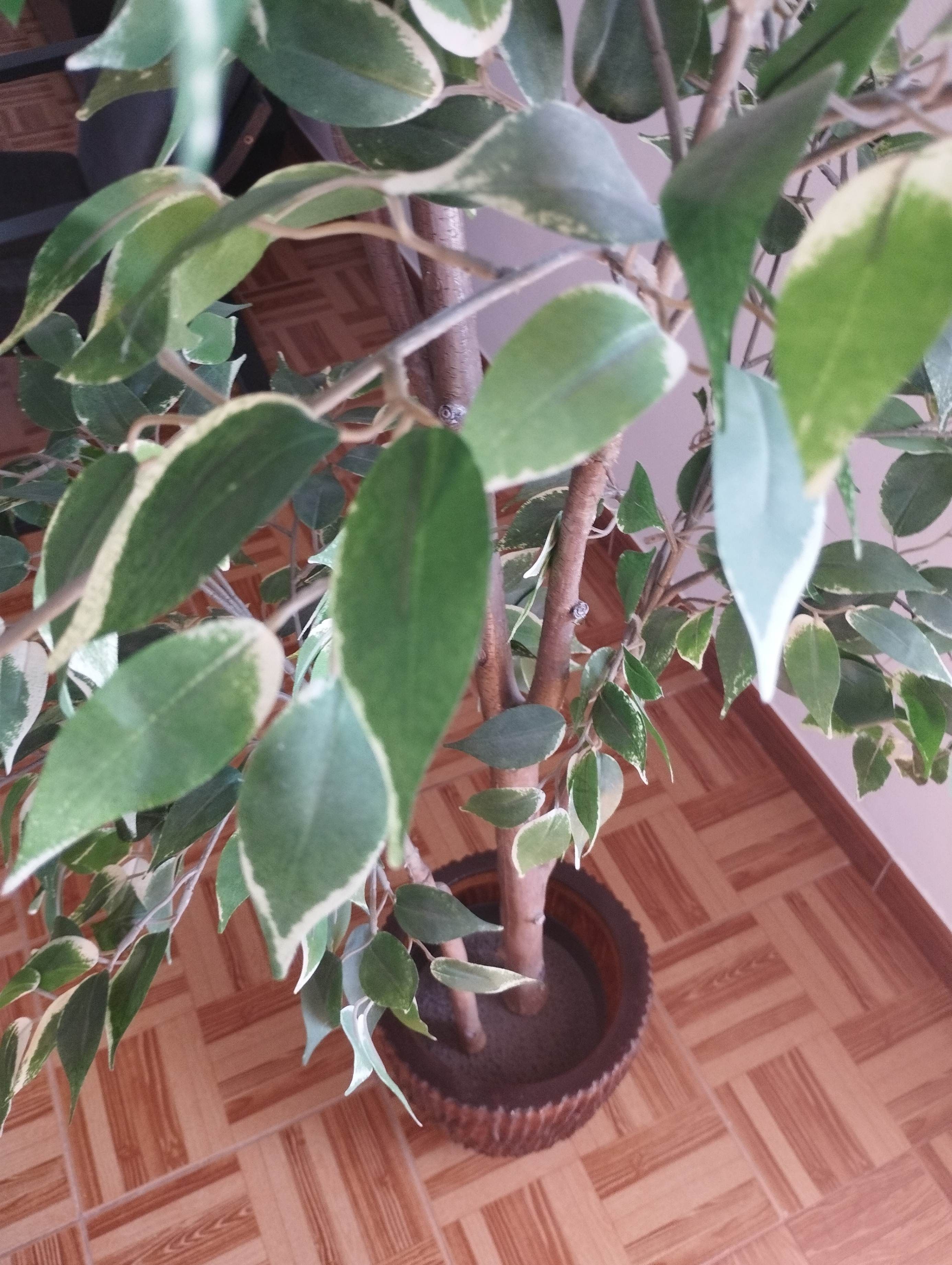 Seller photo