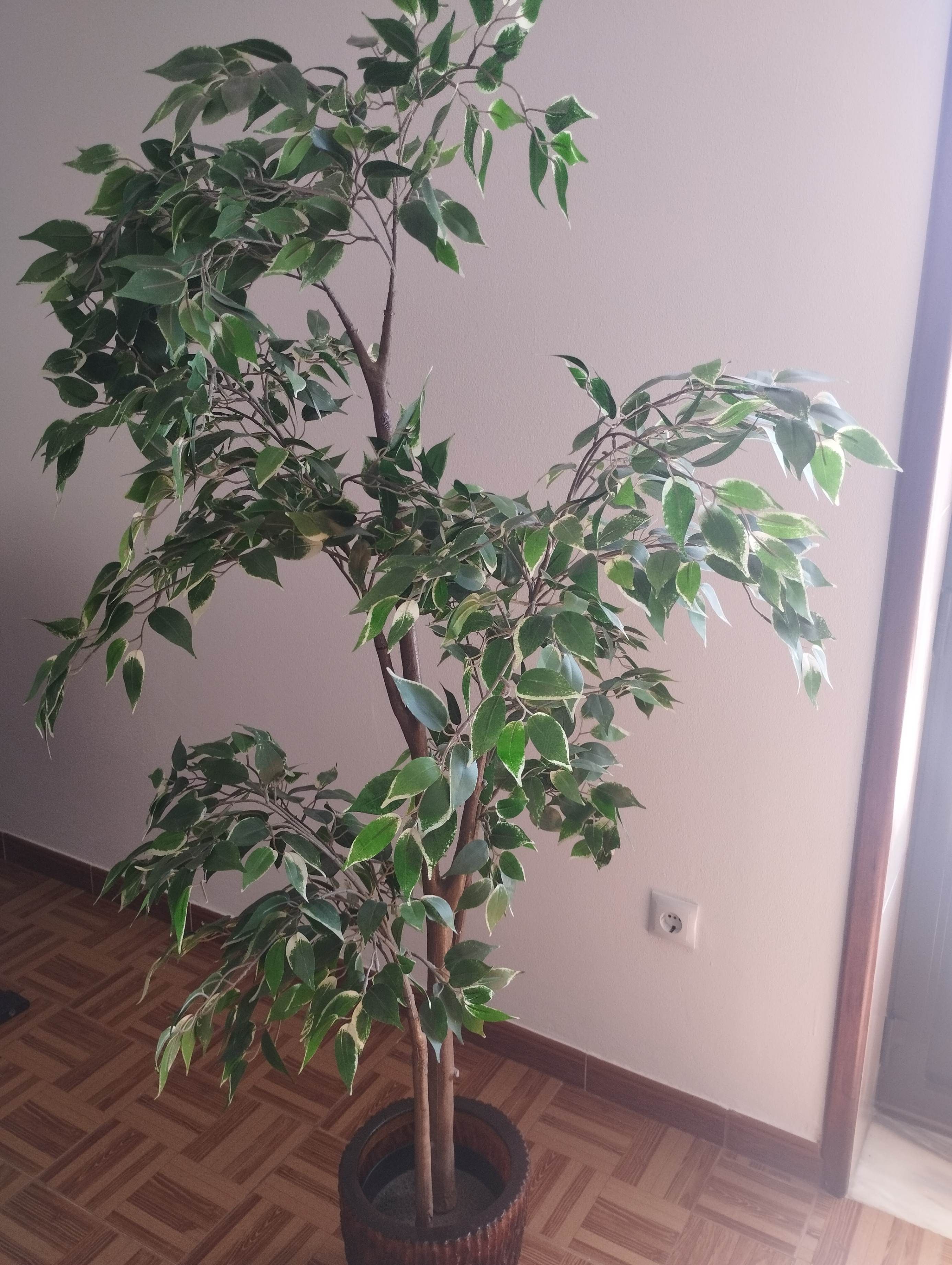 Seller photo